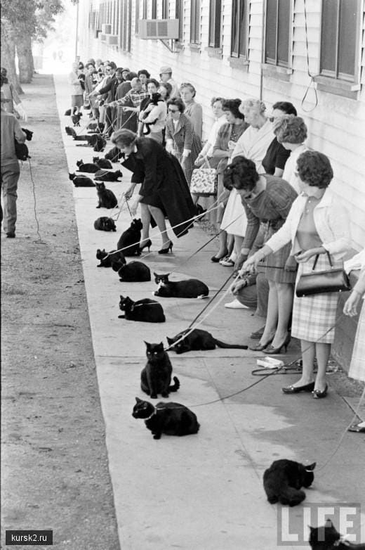 Выставка чёрных кошек в Голливуде
